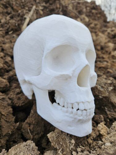 life size human skull reproduction.